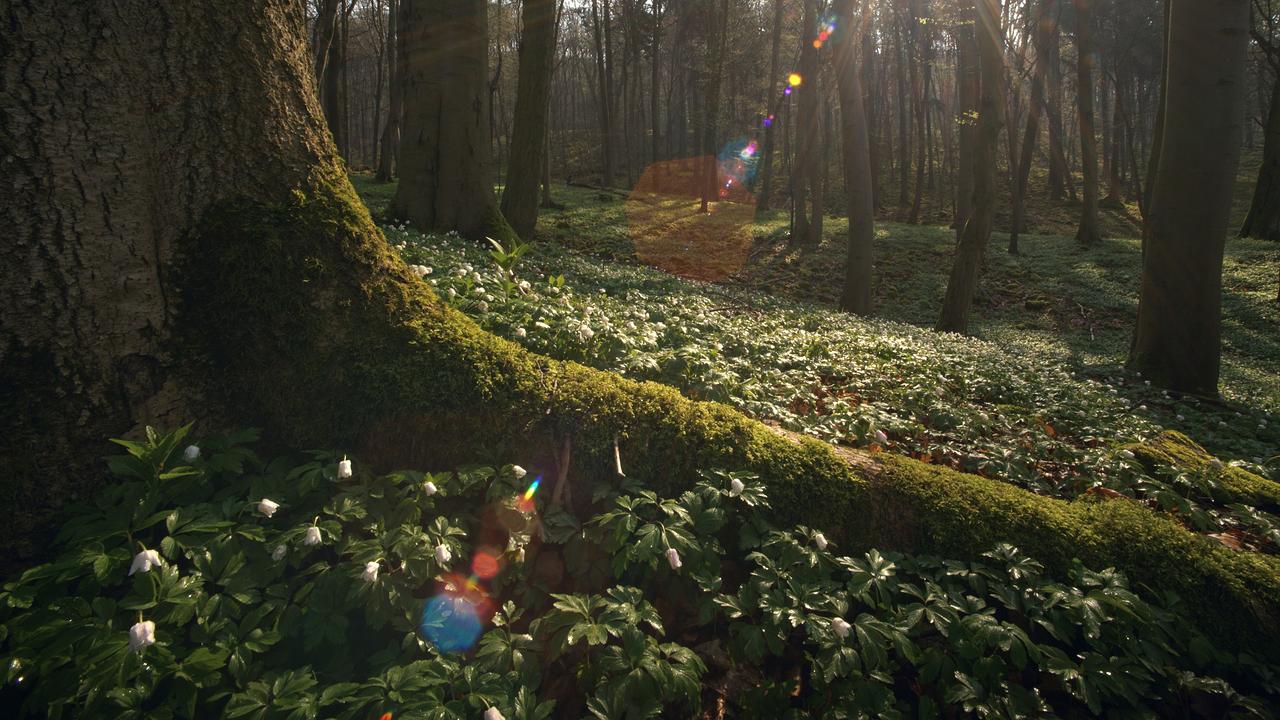 Das geheime Leben der Bäume